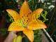 Lilium Naranja