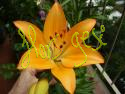 Lilium Naranja